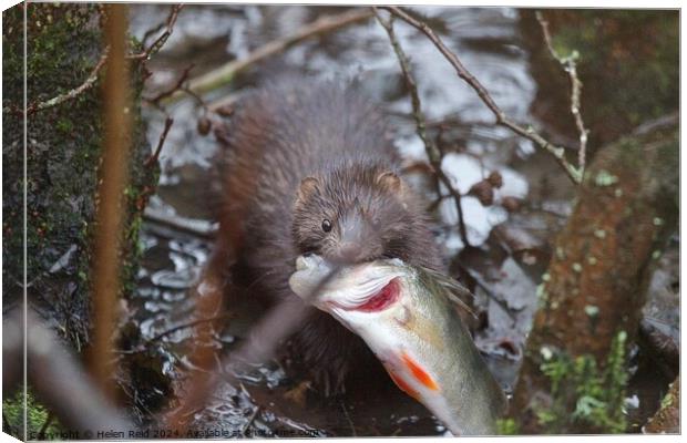 American Mink fishing and eating a perch fish  Canvas Print by Helen Reid