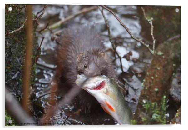 American Mink fishing and eating a perch fish  Acrylic by Helen Reid