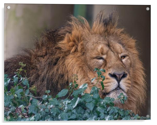 A Lion  Acrylic by Brett Pearson