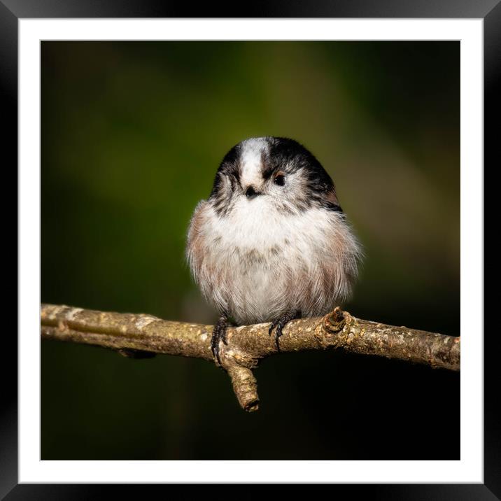 Long Tailed Tit Framed Mounted Print by Brett Pearson