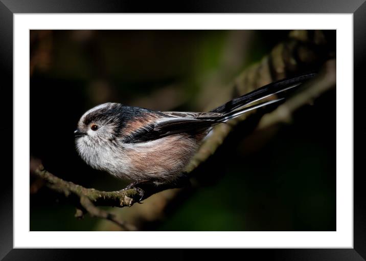 Long Tailed Tit Framed Mounted Print by Brett Pearson