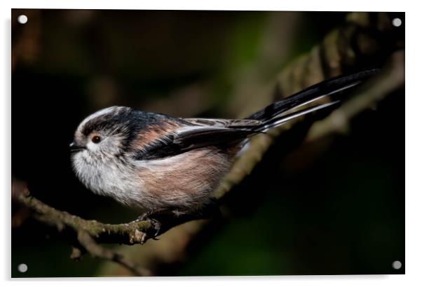 Long Tailed Tit Acrylic by Brett Pearson