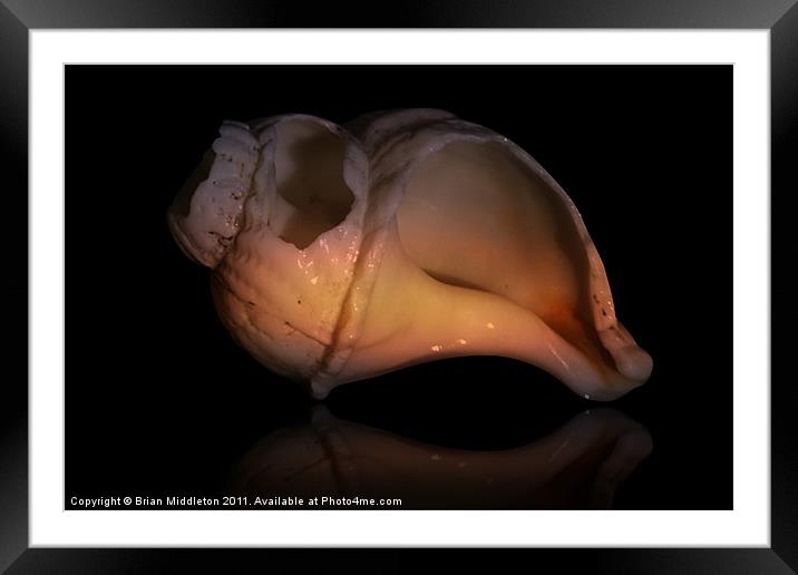 Shell Study 1 Framed Mounted Print by Brian Middleton