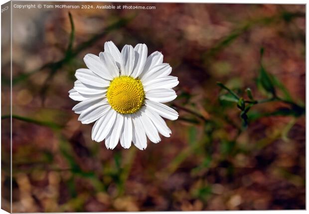 Detailed Daisy Canvas Print by Tom McPherson