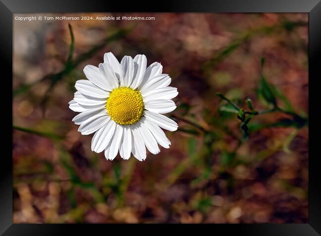 Detailed Daisy Framed Print by Tom McPherson