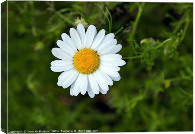 Details of a daisy Canvas Print by Tom McPherson