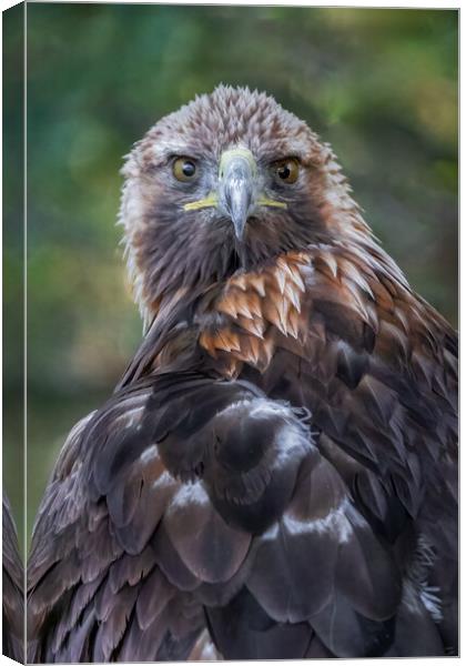 Golden eagle Canvas Print by Alan Tunnicliffe