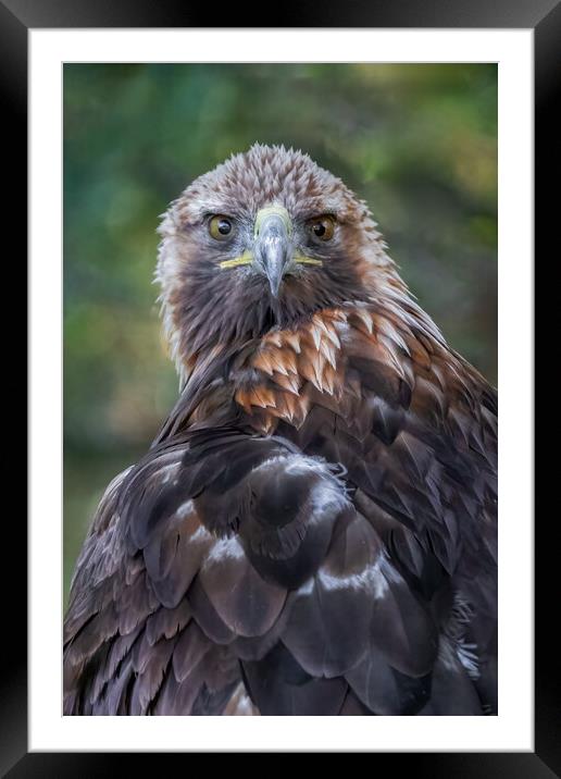Golden eagle Framed Mounted Print by Alan Tunnicliffe