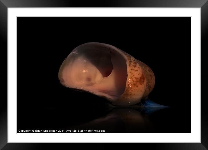 Shell Study 2 Framed Mounted Print by Brian Middleton