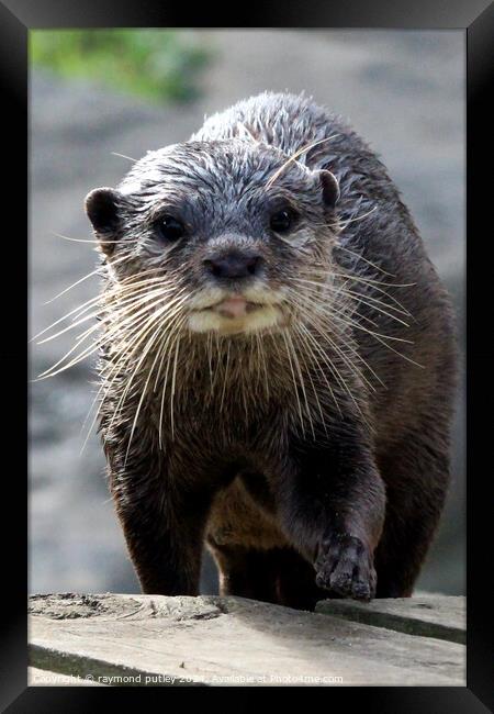  Asian short clawed otter Framed Print by Ray Putley