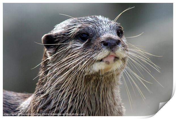  Asian short clawed otter Print by Ray Putley