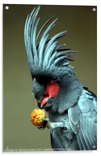 Palm Cockatoo  Acrylic by Ray Putley