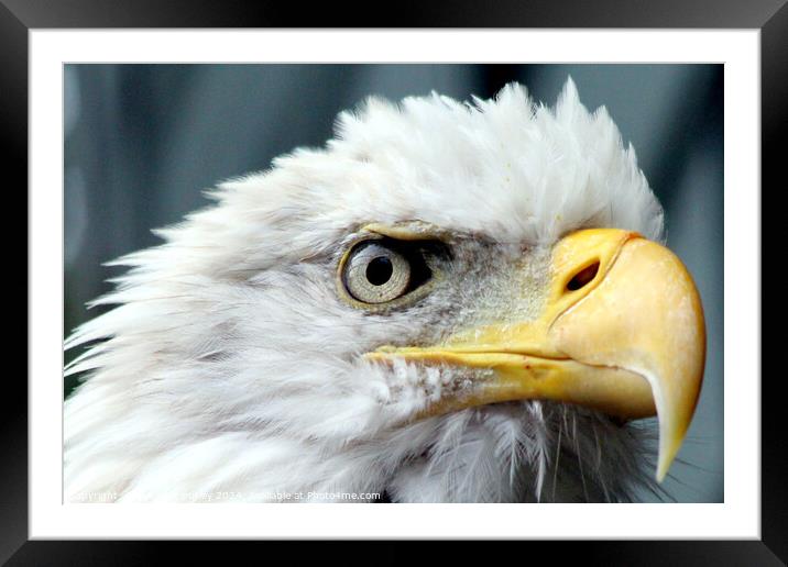 Bald Eagle Framed Mounted Print by Ray Putley