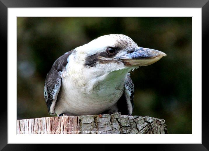 kookaburra Framed Mounted Print by Ray Putley