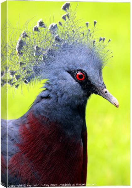 Victoria Crowned Pigeon Canvas Print by Ray Putley