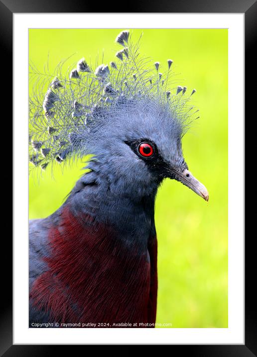 Victoria Crowned Pigeon Framed Mounted Print by Ray Putley