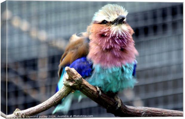 Lilac-Breasted Roller Canvas Print by Ray Putley
