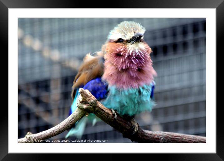 Lilac-Breasted Roller Framed Mounted Print by Ray Putley