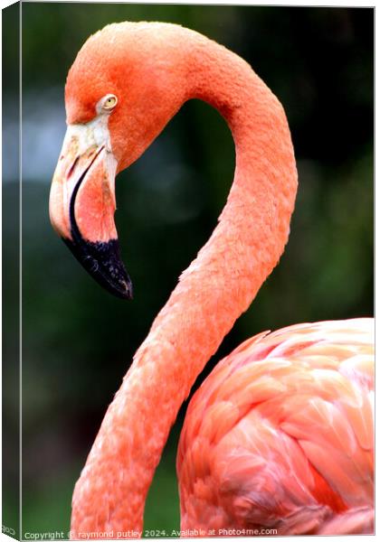 Pink Flamingo  Canvas Print by Ray Putley