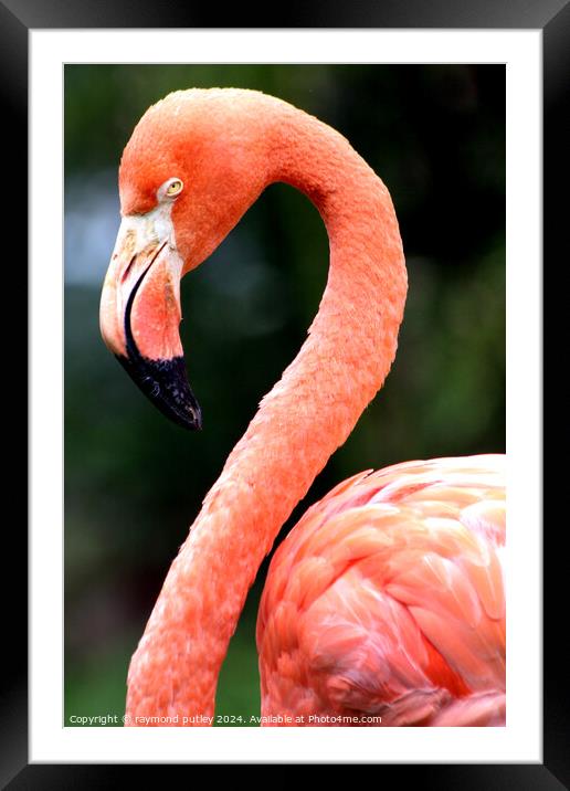 Pink Flamingo  Framed Mounted Print by Ray Putley