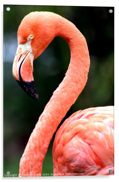 Pink Flamingo  Acrylic by Ray Putley