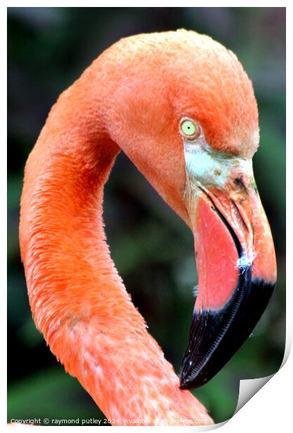 Pink Flamingo Print by Ray Putley