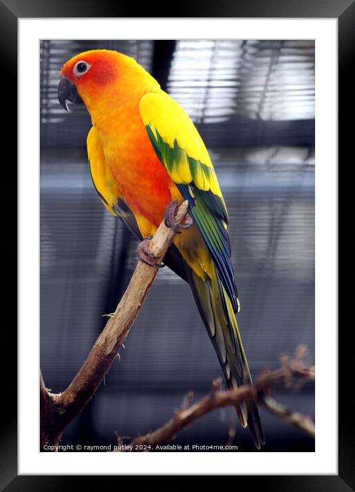 Sun Conure Framed Mounted Print by Ray Putley