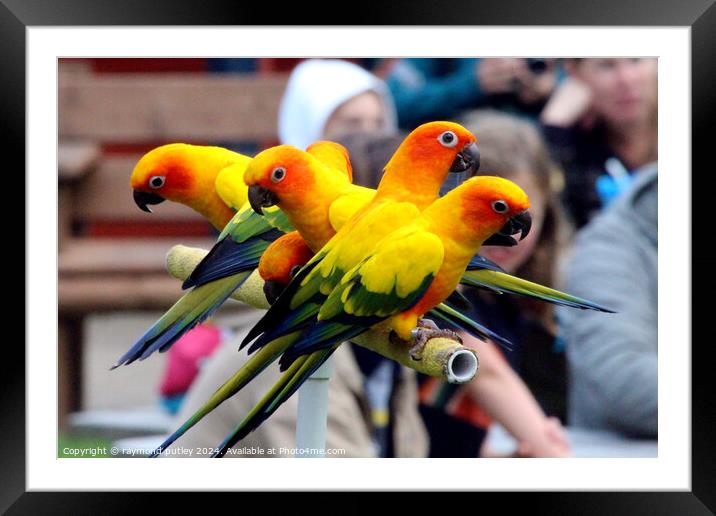 Sun Conures Framed Mounted Print by Ray Putley