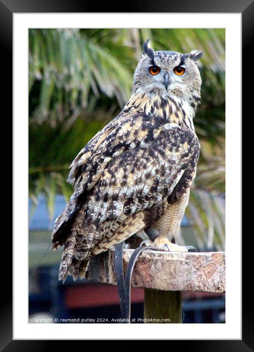 European eagle owl Framed Mounted Print by Ray Putley