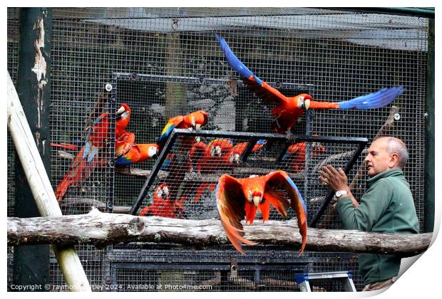 Scarlet Macaw Print by Ray Putley