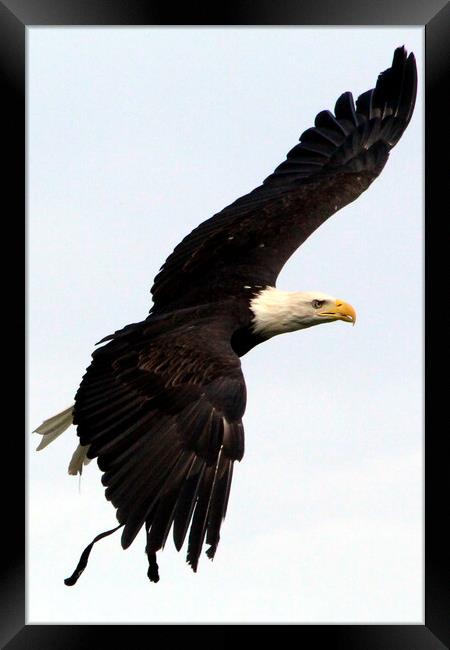 Bald Eagle Framed Print by Ray Putley