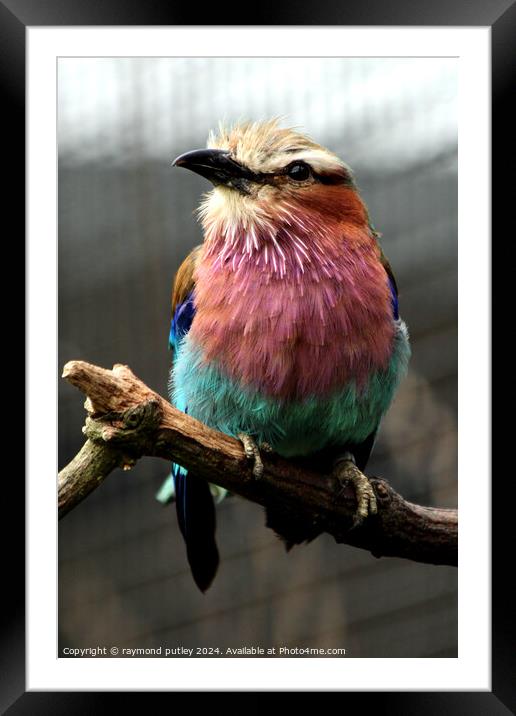 Small Lilac-Breasted Roller Framed Mounted Print by Ray Putley
