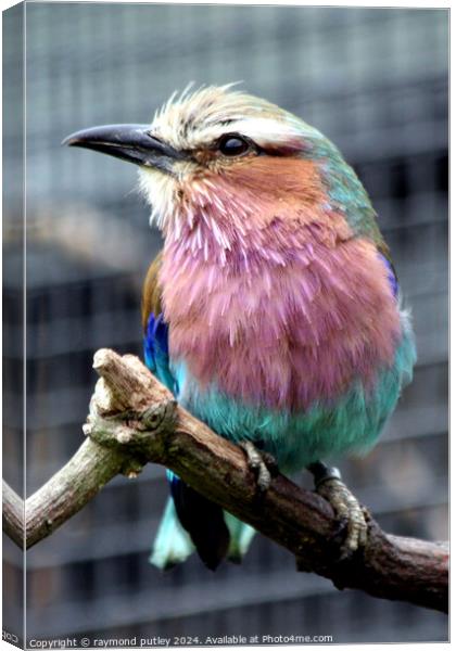 Small Lilac-Breasted Roller Canvas Print by Ray Putley