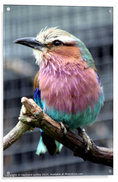 Small Lilac-Breasted Roller Acrylic by Ray Putley
