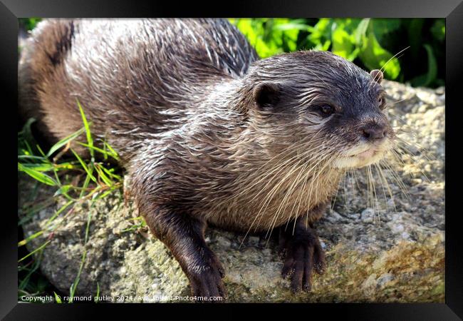 Asian short clawed otter Framed Print by Ray Putley