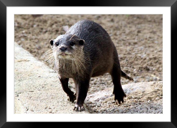 Asian short clawed otter Framed Mounted Print by Ray Putley