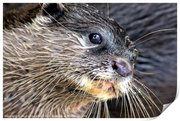 Asian short clawed otter Print by Ray Putley