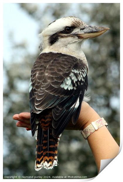 Kookaburra   Print by Ray Putley