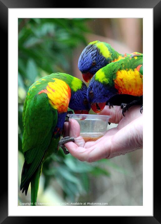 Rainbow Lorikeets Framed Mounted Print by Ray Putley