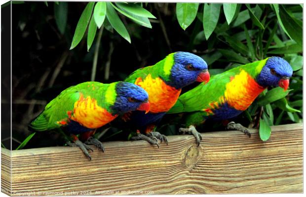 Rainbow Lorikeets Canvas Print by Ray Putley