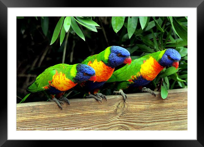 Rainbow Lorikeets Framed Mounted Print by Ray Putley