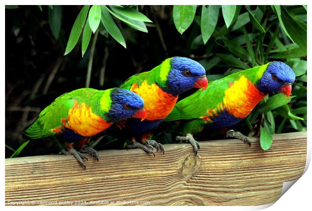 Rainbow Lorikeets Print by Ray Putley