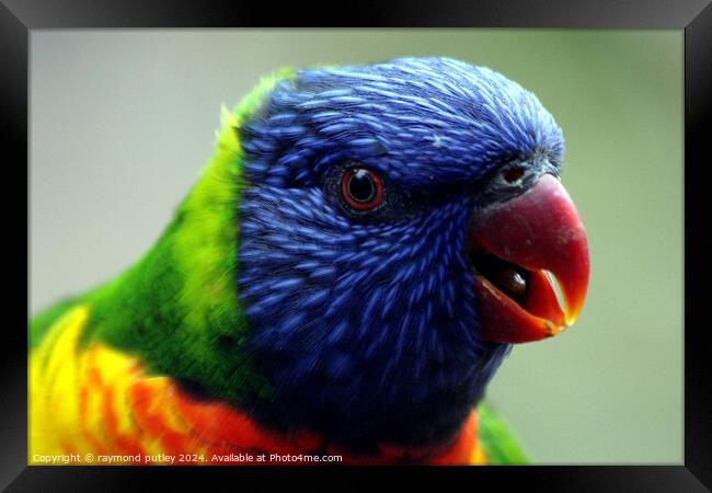 Rainbow Lorikeet Framed Print by Ray Putley