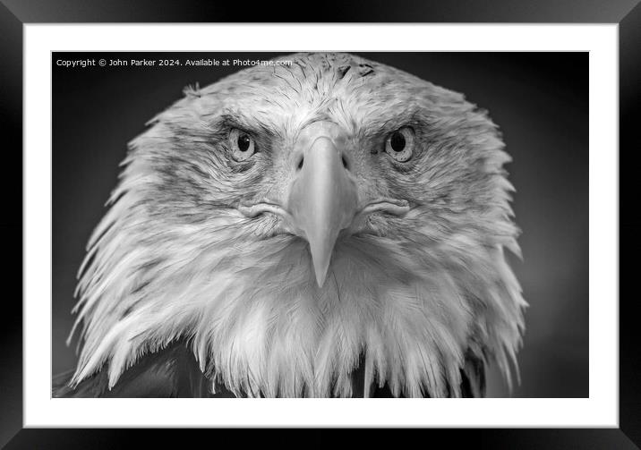 Bald Eagle portrait Framed Mounted Print by John Parker