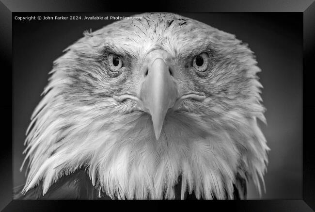 Bald Eagle portrait Framed Print by John Parker