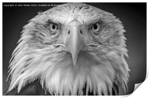 Bald Eagle portrait Print by John Parker