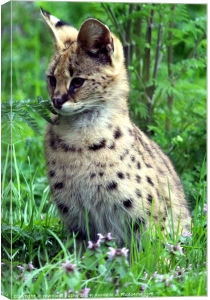 Serval Canvas Print by Ray Putley