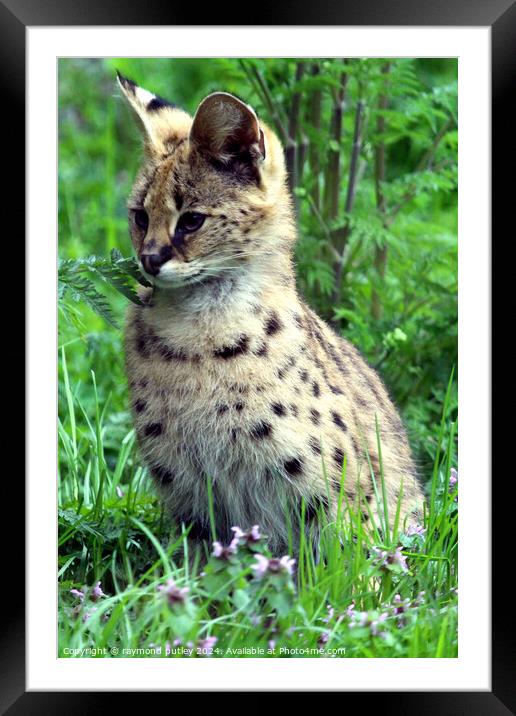 Serval Framed Mounted Print by Ray Putley