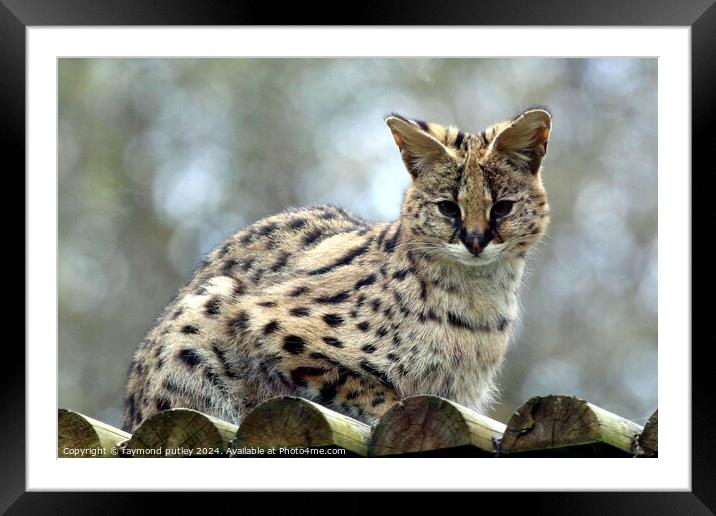 Serval Framed Mounted Print by Ray Putley