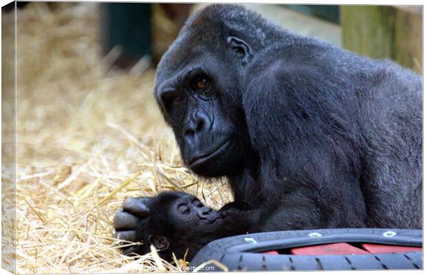 Western Lowland Gorilla with baby. Canvas Print by Ray Putley